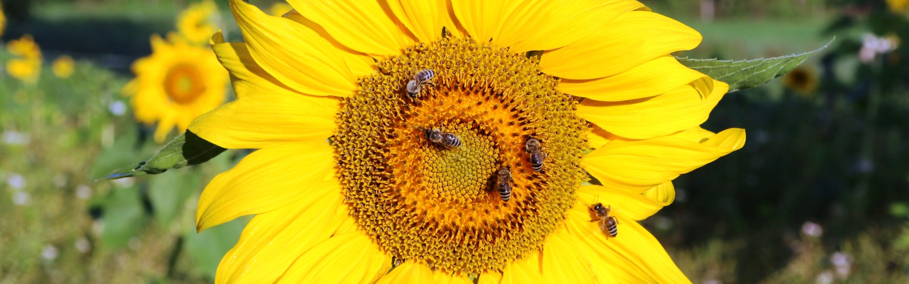 Gesunde Bienen durch Agnihotra